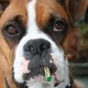 Meet your Posher, Joni